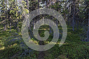 Nordland spruces and pines in Swedish Lapland photo