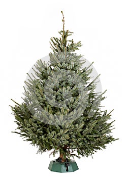 Nordmann Christmas tree