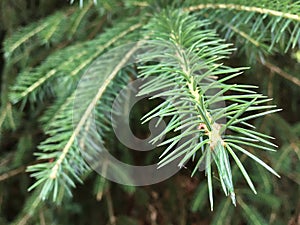 Nordmann fir; Abies; Nordmanniana