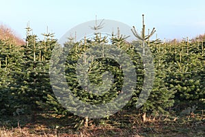 Nordmann fir plantation photo