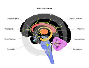 Norepinephrine hormone pathway photo