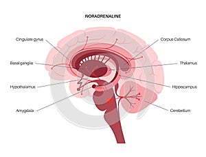 Norepinephrine hormone pathway photo