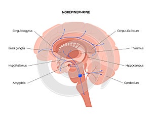Norepinephrine hormone pathway photo