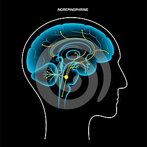 Norepinephrine hormone pathway photo