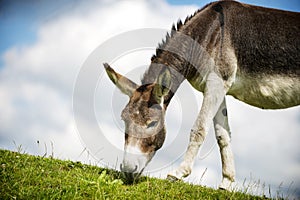 Norfolk Broads, Donkey grazing on grass