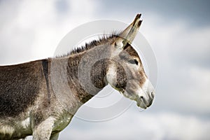 Norfolk Broads, Donkey profile view