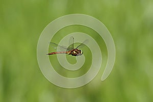 Norfolk or Green-eyed hawker Aeshna isoceles