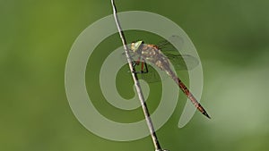A Norfolk Hawker Dragonfly, Anaciaeschna isoceles, perching on a bulrush at the edge of a lake and then fly`s.