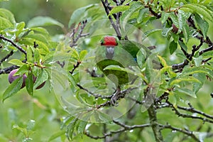 Norfolk Island Green Parrot