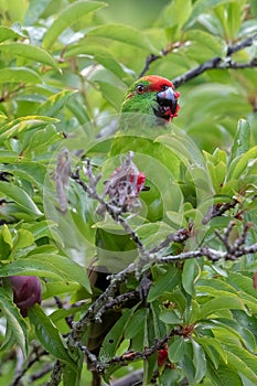 Norfolk Island Green Parrot