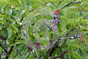 Norfolk Island Green Parrot