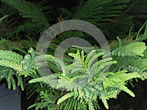 NORFOLK ISLAND PINE