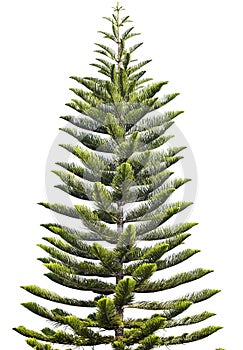 Norfolk Island Pine