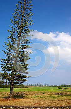 Norfolk Island Pine