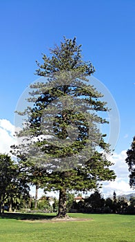 Norfolk Island Pine, Camarillo, CA photo