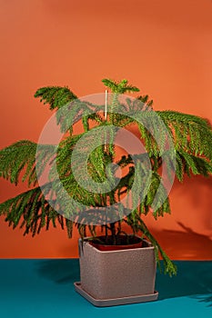 Norfolk Island pine, fresh sprout of exotic evergreen decorative houseplant, minimal studio design, orange background