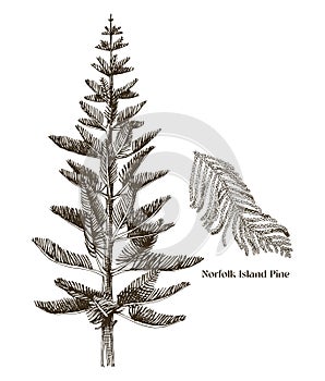Norfolk Island pine tree with branch vector