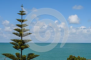 Norfolk Island Pine Tree with Sky and sea View