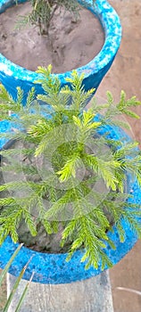 Norfolk Island pinePlant