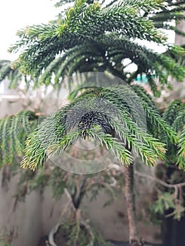 Norfolk Island pinePlant