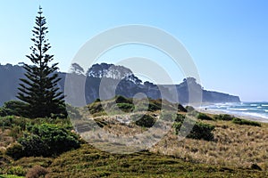 Norfolk pine on windswept New Zealand beach