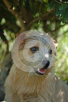 Norfolk Terrier