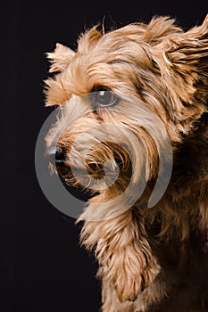 Norfolk Terrier