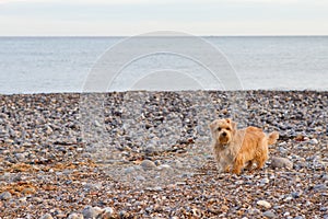 Norfolk terrier on the beach