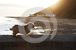 Norfolk terrier on the beach
