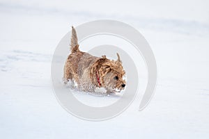 Norfolk terrier dog play on white snow