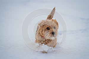 Norfolk terrier dog play on white snow