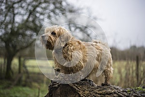 Norfolk Terrier on a fallen tree