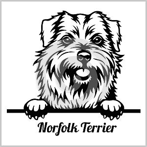 Norfolk Terrier - Peeking Dogs - breed face head isolated on white