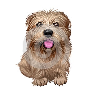 Norfolk terrier puppy British breed of dog digital art