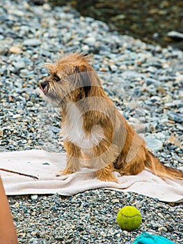 Norfolk Terrier puppy is standing on the beach being petted