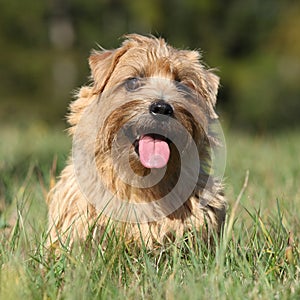 Norfolk terrier smiling at you