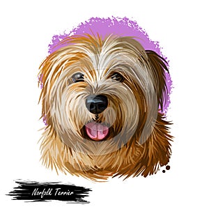 Norfolk terrier, watercolor portrait of canis lupus familiaris digital art. Dog originated from Great Britain, England