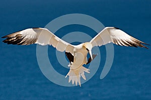 Norhern Gannet photo