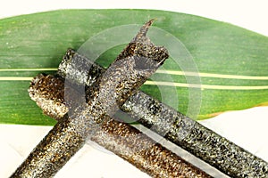 Nori sheets and roll.