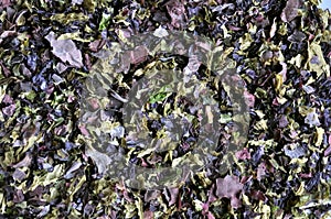 Nori shred algae ,edible seaweed photo