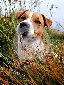 Noris in the contemplaying mood on the Hoverla