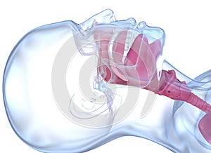 Normal anatomy of accessible airways. Medically accurate dental 3D illustration