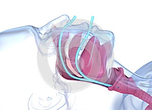 Normal anatomy of accessible airways. Medically accurate dental 3D illustration