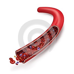 Normal blood flow in the vein. Blood cells white blood cells, red blood cells, platelets in plasma circulate inside the vein. Hu