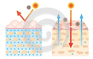 Normal and dry skin diagram illustration. beauty and skin care concept