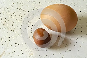 A Normal Egg and a Yolkless Fairy Eggt