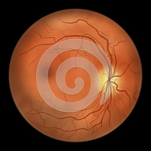 Normal eye retina, illustration