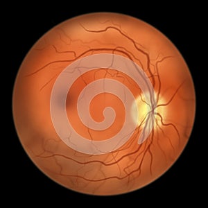 Normal eye retina, illustration