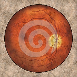 Normal eye retina, vintage-style illustration