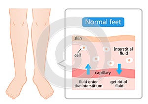 Normal feet and skin diagram illustration. maintain the balance of fluids both inside and outside of cells.  Health care and